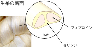 生糸の断面